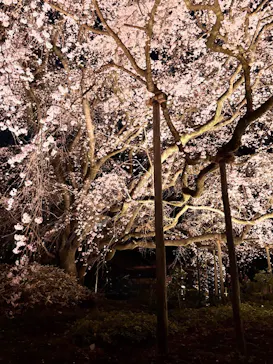 六義園に投稿された画像（2026/3/23）