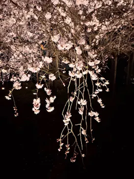 六義園に投稿された画像（2026/3/23）