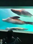 大分マリーンパレス水族館 「うみたまご」に投稿された画像（2026/3/23）