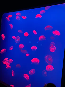 大分マリーンパレス水族館 「うみたまご」に投稿された画像（2026/3/23）