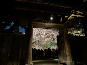 六義園に投稿された画像（2026/3/23）