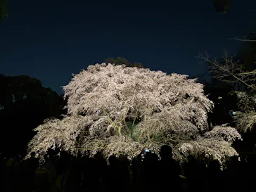 六義園に投稿された画像（2026/3/23）