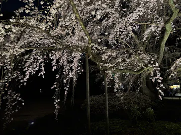 六義園に投稿された画像（2026/3/23）