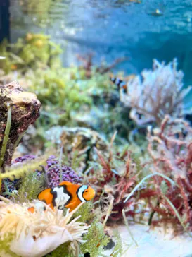 マクセル アクアパーク品川に投稿された画像（2026/3/23）