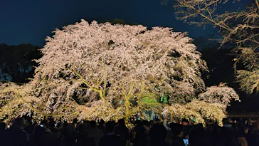 六義園に投稿された画像（2026/3/23）