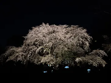 六義園に投稿された画像（2026/3/23）