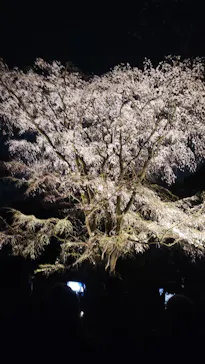 六義園に投稿された画像（2026/3/23）