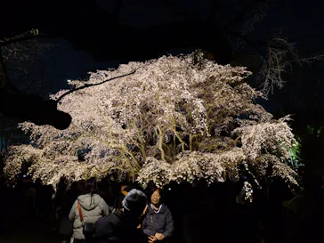 六義園に投稿された画像（2026/3/23）