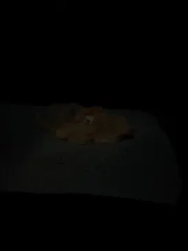 サンシャイン水族館に投稿された画像（2026/3/23）