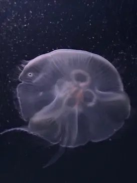 サンシャイン水族館に投稿された画像（2026/3/23）