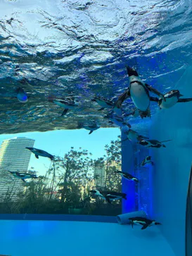 サンシャイン水族館に投稿された画像（2026/3/23）