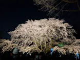 六義園に投稿された画像（2026/3/24）