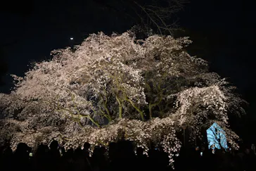 六義園に投稿された画像（2026/3/23）