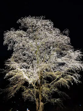 六義園に投稿された画像（2026/3/23）