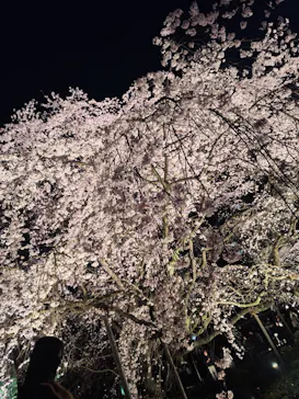 六義園に投稿された画像（2026/3/23）