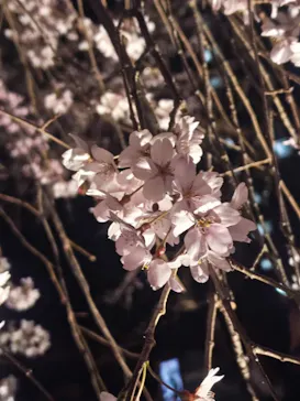 六義園に投稿された画像（2026/3/23）