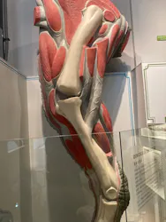 福井県立恐竜博物館に投稿された画像（2026/3/23）