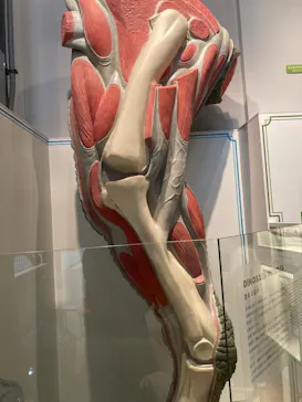 福井県立恐竜博物館に投稿された画像（2026/3/23）