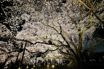 六義園に投稿された画像（2026/3/23）