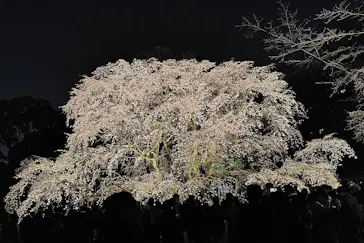 六義園に投稿された画像（2026/3/23）