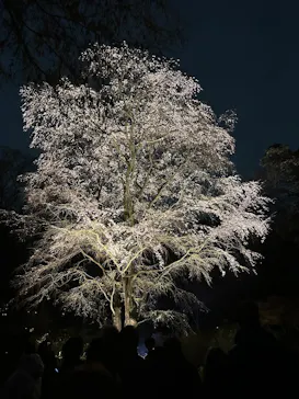 六義園に投稿された画像（2026/3/23）