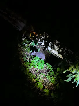 奄美シーランドに投稿された画像（2026/3/23）