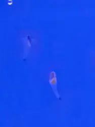 シン・マリホ水族館に投稿された画像（2026/3/24）