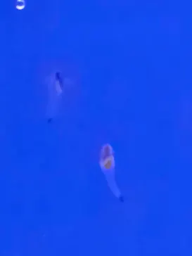 シン・マリホ水族館に投稿された画像（2026/3/24）