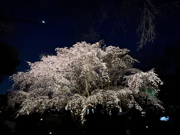 六義園に投稿された画像（2026/3/24）