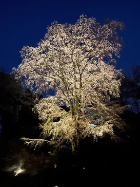 六義園に投稿された画像（2026/3/24）