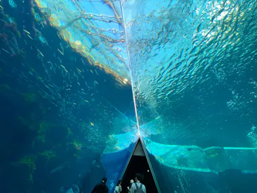 環境水族館アクアマリンふくしまに投稿された画像（2026/3/24）