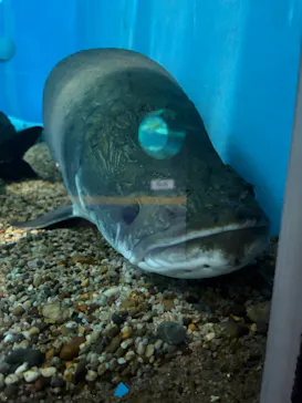 箱根園水族館に投稿された画像（2026/3/24）