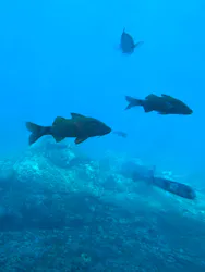 串本海中公園水族館に投稿された画像（2026/3/24）