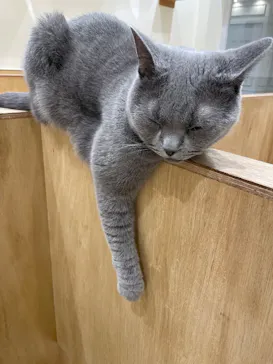 Cat Café MOFF イオンモール浜松志都呂店に投稿された画像（2026/3/24）