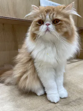Cat Café MOFF イオンモール浜松志都呂店に投稿された画像（2026/3/24）