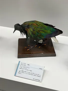 特別展「鳥 ～ゲノム解析が解き明かす新しい鳥類の系統～」に投稿された画像（2026/3/24）