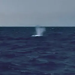 アイランドメッセージに投稿された画像（2026/3/24）