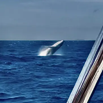 アイランドメッセージに投稿された画像（2026/3/24）