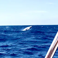 アイランドメッセージに投稿された画像（2026/3/24）