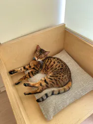 Cat Café MOFF グランベリーパーク店に投稿された画像（2026/3/24）