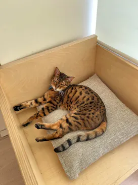 Cat Café MOFF グランベリーパーク店に投稿された画像（2026/3/24）