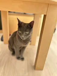 Cat Café MOFF グランベリーパーク店に投稿された画像（2026/3/24）