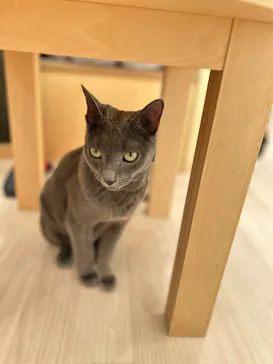 Cat Café MOFF グランベリーパーク店に投稿された画像（2026/3/24）