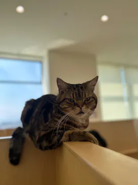 Cat Café MOFF グランベリーパーク店に投稿された画像（2026/3/24）