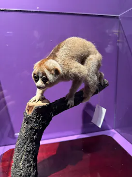 特別展「超危険生物展　科学で挑む生き物の本気」に投稿された画像（2026/3/24）