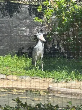恩賜上野動物園に投稿された画像（2026/3/24）