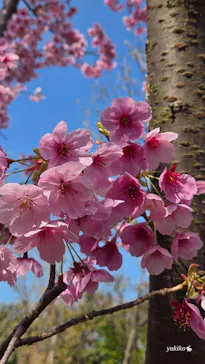 横浜イングリッシュガーデンに投稿された画像（2026/3/24）