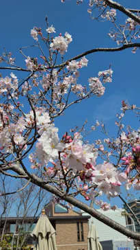 横浜イングリッシュガーデンに投稿された画像（2026/3/24）