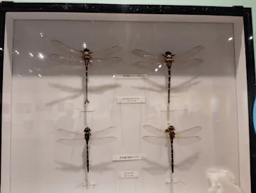 特別展「昆虫MANIAC」（名古屋会場）に投稿された画像（2026/3/24）