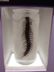特別展「昆虫MANIAC」（名古屋会場）に投稿された画像（2026/3/24）